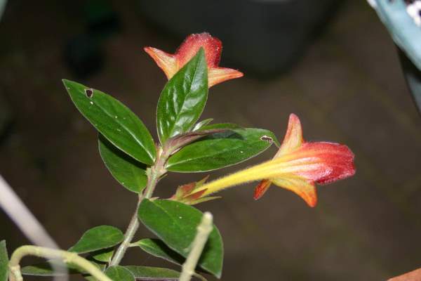 http://www.cloudjungle.com/CloudJungle/Gesneriaceae/Columnea/Columnea CHW4_2005UNCC01 flower3.jpg